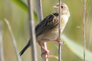 Cisticola juncidis - Zistensänger (Cistensänger)